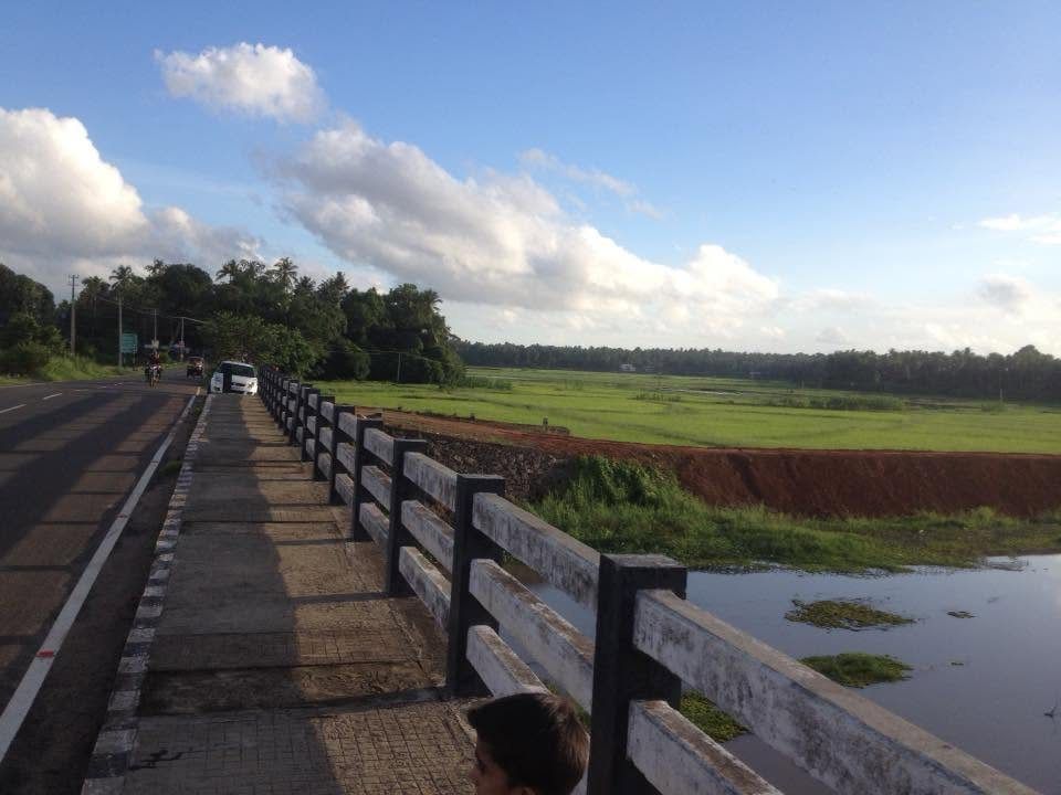Paddy fields along the road at Anandapuram