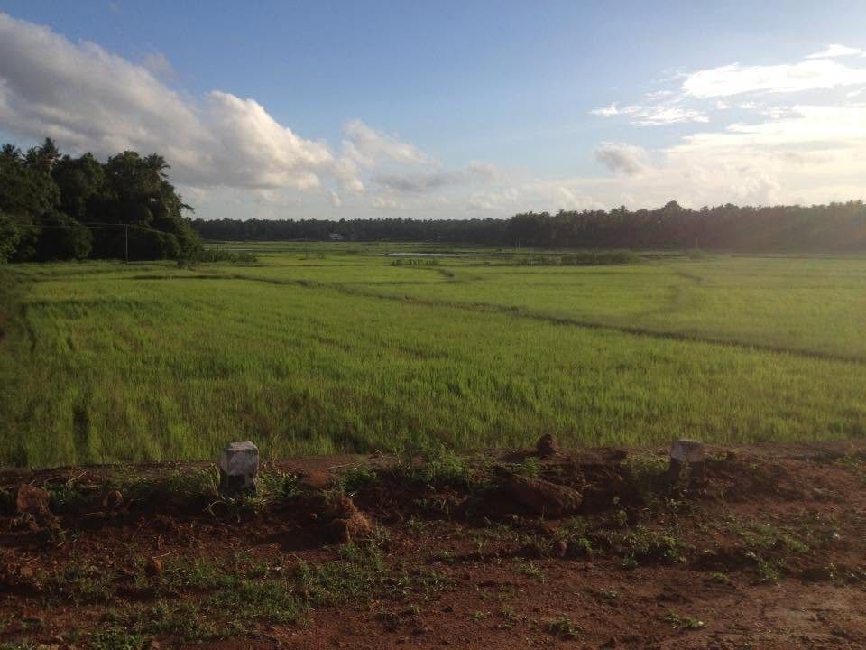 Green paddy fields at Anandapuram under an evening sky