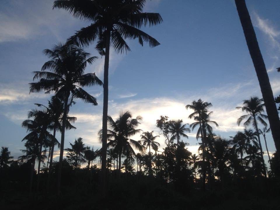 Coconut palms silhouetted against the evening sky